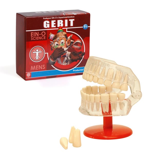 Mens - Gebit